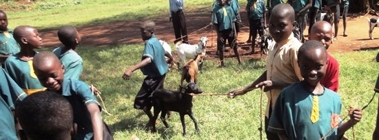 Goats at Future Victory School 3 4